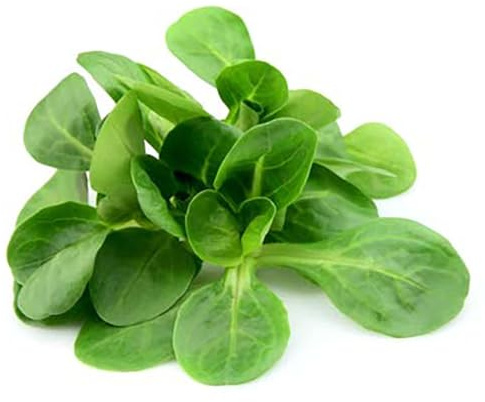 Mache Lettuce - Delicious Verte de Cambrai - Small Leaf Variety and Best for Overwintering in the Cold Northeast. Corn Salad.