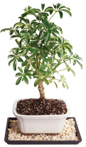 Brussel's Bonsai Live Hawaiian Umbrella Bonsai Tree - Small, 3 Year, 4 to 7 Inches Tall - Indoor Bonsai Tree with Bonsai Pot and Bonsai Tray