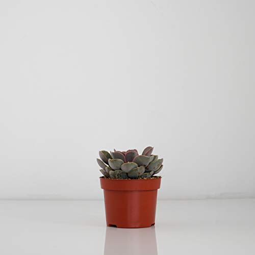 Indoor-Helden Echeveria 'Perla de Núremberg' – Echeverie