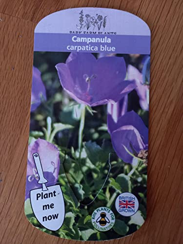 Campanula Carpatica Blue 9cm Potted Plant