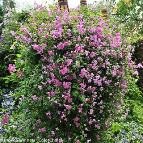Pink Mink® Clematis - 4 Pot - Proven Winners