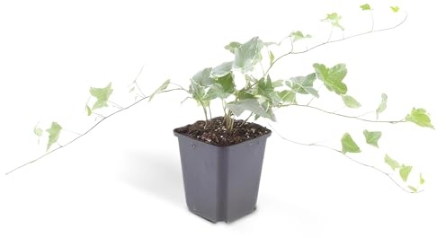 Bodendecker - Efeu - Hedera helix 'Glacier' - 9cm Topf - Set mit 60 Pflanzen