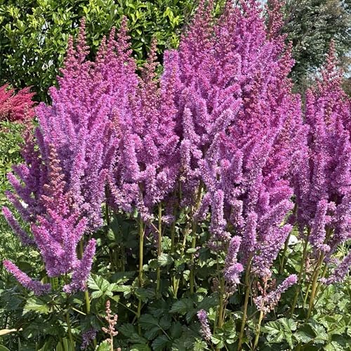 GardenersDream Astilbe Viola in Vaso – Pianta da Giardino Colorata e Pennuta – Pianta Perennante Robusta da Esterno per Giardini Boscosi, Aiuole e Bordure (incluso Vaso da 11 cm)