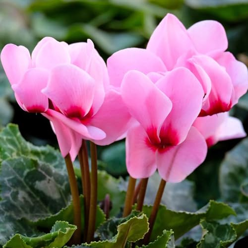 Ciclamino decorazione del balcone semi biologici estivi balcone selvatici vaso primaverili semi di resistenti tetti verdi serre 90pcs