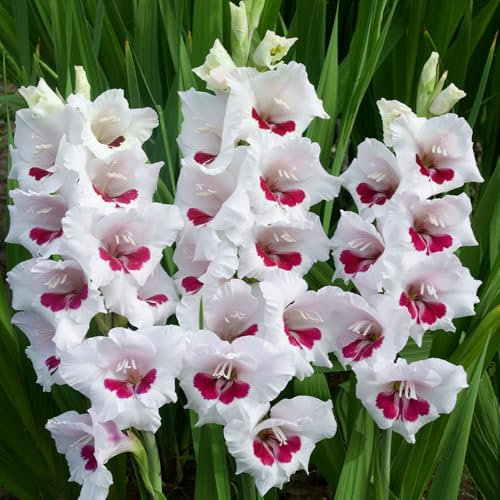 12 x Gladiolus Fiorentina – White Blooms with Dark Pink Centres – Attracts Bees & Butterflies – Summer Flowering Bulbs – Perennials – for Your Beautiful Garden