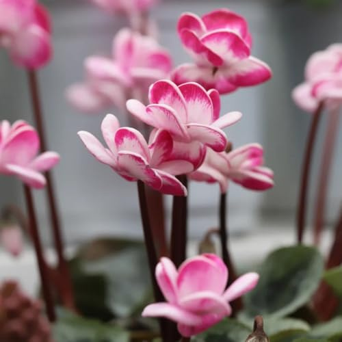 Alpenveilchen, gartenpflanzen Cyclamen persicum, balkonpflanzen garten blumenwiese mehrjährig 500Samen
