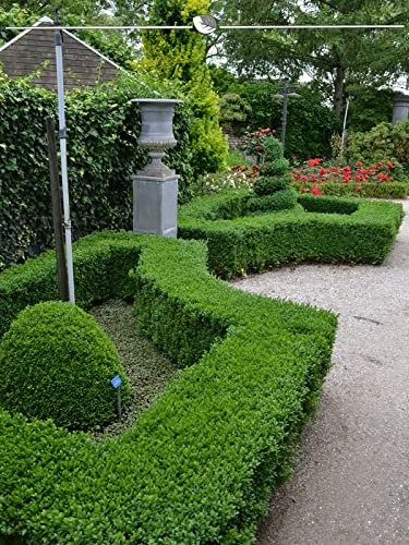 Buchsbaum 60-80 cm. 8 Buxus Heckenpflanzen kaufen Sie einfach hier | Buchsbaum-Hecke