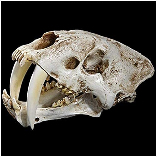 Harz-Tiger-Modell, 1:1, lebensgroß, Säbelzahntiger-Schädel, Tierkopf, Anatomie, Kunstharz-Replik für Dekoration, Lernprogramm, Geschenke, 32 x 18,5 x 18 cm