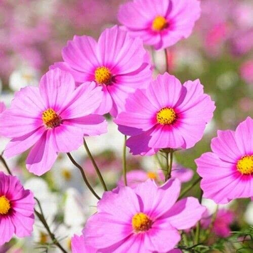 Buy4seeds 400 Seeds Cosmos bipinnatus Sensation Gloria for Planting Easy to Grow