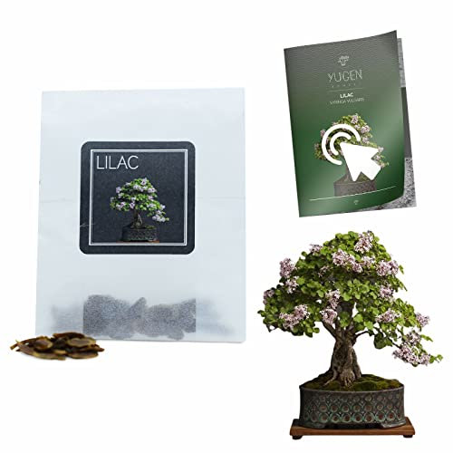 30 Lilac Bonsai Seeds | Syringa Vulgaris | Growing Guide | Grow Your Own Bonsai Tree | Bonsai Beginners and Enthusiasts