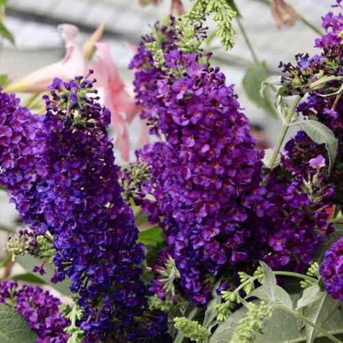 semillas resistentes de Buddleja - exterior jardín rocas exóticas 200pcs