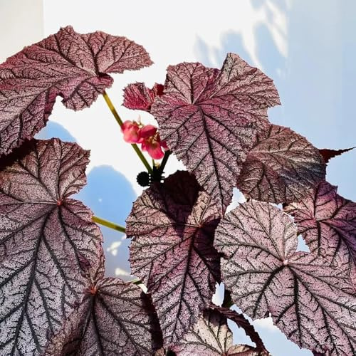 semillas de begonia, Decoraciones jardín exteriores Parterres elevados el interior exóticas tapizantes, 150pcs