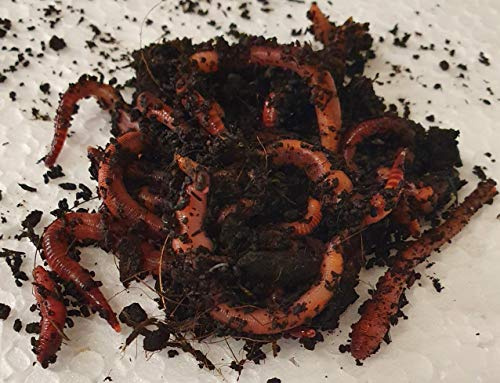 Sahawa Axolotlfutter Angelköder Regenwurm Dendrobena Rotwurm 1x 15 Stück in der Dose