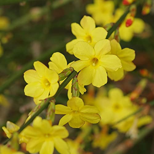 GardenersDream Jasminum Nudiflorum - Winterjasmin Pflanze - Kletterpflanzen Winterhart Gelb - Balkon Pflanzen Winterblühend