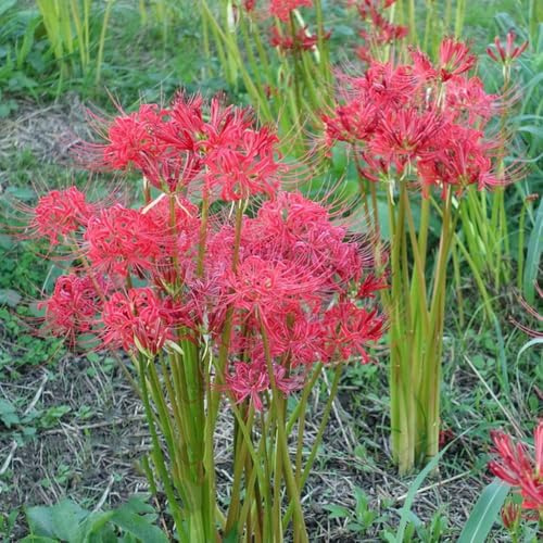 5 piezas bulbos de sangre - de interior exóticas bulbos lirio araña, decoracion balcón resistentes, en
