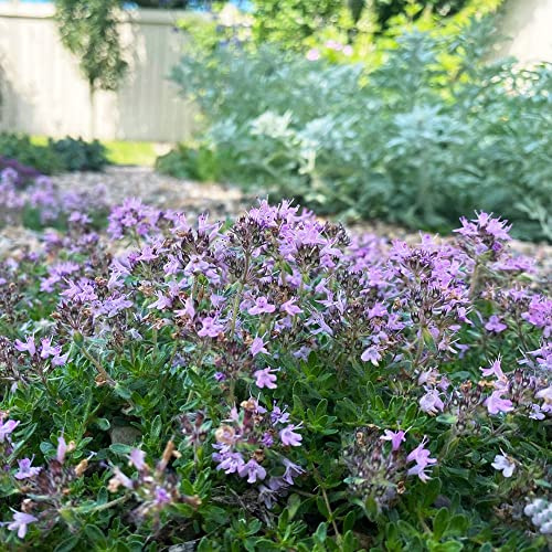 timo strisciante - Vecchie varietà resistenti rampicanti da giardino Aiuole rialzate per il giardino da roccioso: resistenti per il pieno sole 800semi