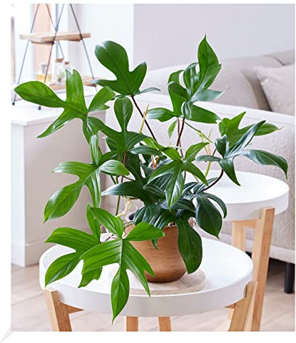 BALDUR Garten Philodendron 'Florida Green', 1 Pflanze, Zimmerpflanze luftreinigend, verbessert das Raumklima, Grünpflanze, mehrjährig - frostfrei halten, pflegeleicht