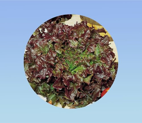 1000 graines de Laitue red bowl - saveur delicate
