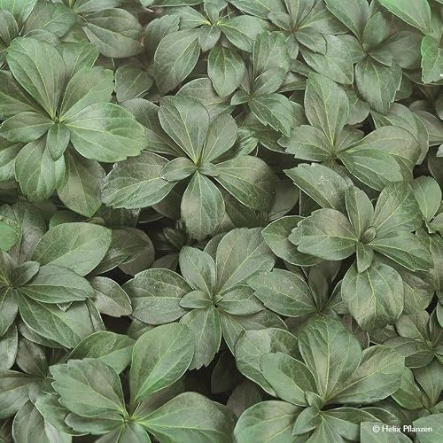Niedriges Dickmännchen 'Compcta', Topf 9x9 cm, 12 Pflanzen