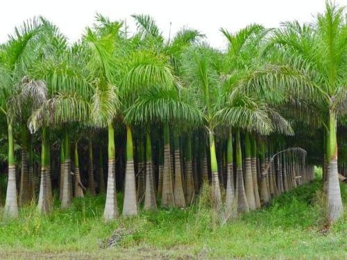 Graines de palmier royal de Floride Roystonea regia: PAQUET DE 100 GRAINES