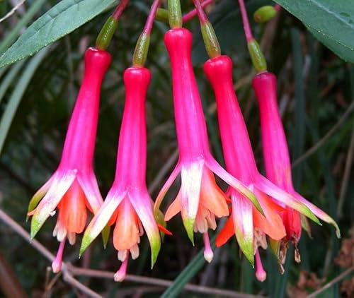 Fuchsia Denticulata | Plug Plant | Rare Perennial