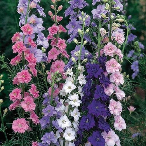 100x Rocket Delphinium Mix Premium Fresh Delphinium Seeds : Seeds Only