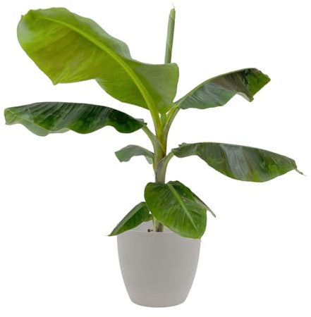 KENTIS - Banano - Musa Dwarf Cavendish - Pianta Vera da Interno Tropicale - H 100-120 cm Vaso Ø 21 cm