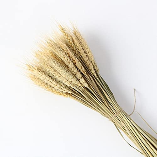 10 Pcs/Lot Herbe De Pampas Séchée Naturelle Moelleux Réel Petits Roseaux Fleurs Décoration De La Maison Bouquet De Mariage Arch Décor Gros-Raw-30Pcs