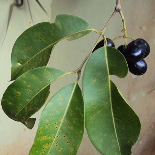 Vivai le Georgiche - Pianta vera di Syzygium cumini Eugenia cuminii Prugna di Malabar, Prugna di Giava - altezza alla vendita 80-100 cm