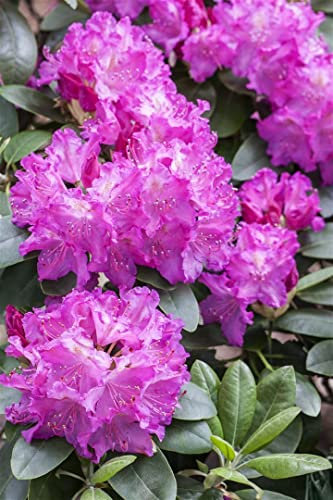 Rhododendron Hybride 'Omega' 30-40 cm – Winterhart, Immergrün, Mehrjährig – Rhododendron – Zierstrauch für Garten & Kübel