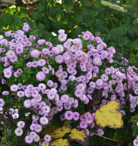 Winteraster Rosensilber - Chrysanthemum hortorum - lebende Gartenpflanze aus den Baumschulen