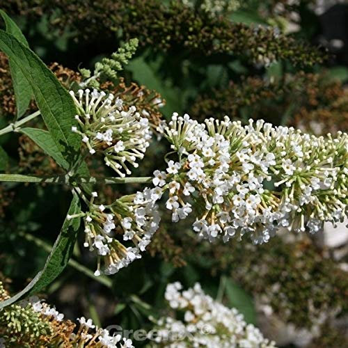 Zwergflieder Reve de Papillon White 40-60cm - Buddleja - lebende Gartenpflanze aus den Baumschulen