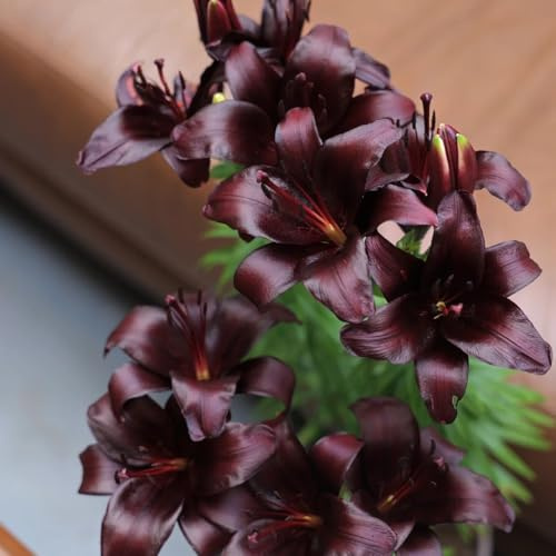 12zwiebeln lilien, lilium brownii, winterharte kübelpflanzen, blumenzwiebel lilienzwiebeln balkon, gartendeko für draußen
