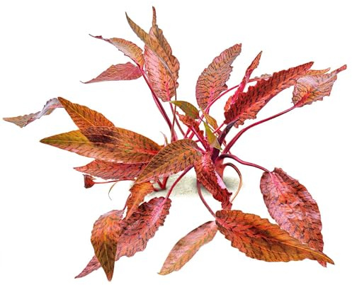 Aquasabi - Cryptocoryne nurii var. raubensis 'Rosen Maiden' - in Vitro 5,5 cm - Mittelgrund Wasserpflanze für Aquarium - in Vitro Aquarienpflanze - Aquascaping