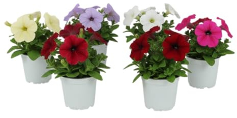 Lote de 6 Petunias Naturales Pack Decoración Primaveral | DECOALIVE