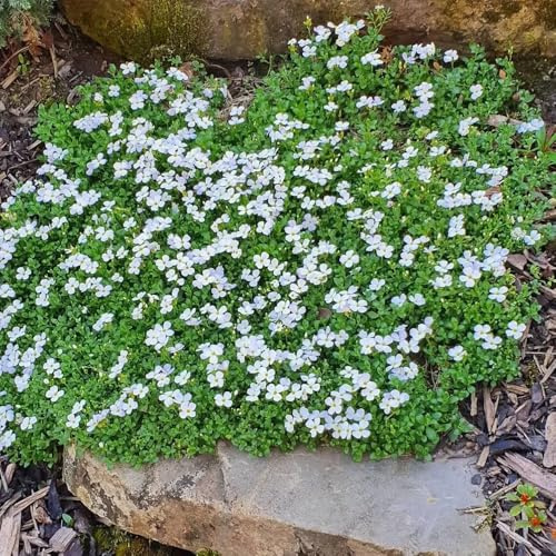 Blaukissen, Aubrieta cultorum, alte sorten kaufen steingartenpflanzen winterhart bodendecker winterhart mehrjährig 400Samen