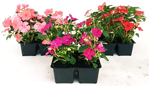 POWERS TO FLOWERS - LISETTE TRIS: ROSSA, FUCSIA e ROSA, PIANTA DI VETRO, VASCHETTA, 12 PIANTE, piante vere