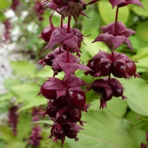 Schöne Leycesterie 'Purple Rain' - Leycesteria formosa 'Purple Rain' - 40-50 cm Topf - Zierstrauch mit exotischen Blüten