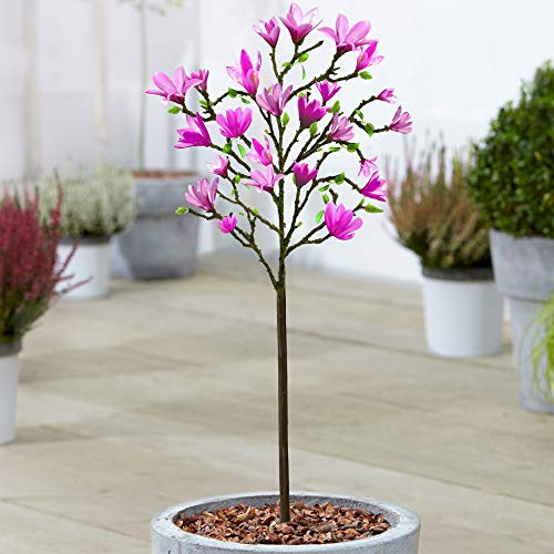 Gardeners Dream Magnolie Baum 'Susan' - Magnolienbaum Winterhart & Mehrjährig - Tulpenmagnolie Baum - Blühende Winterharte Pflanzen für Garten, Kübel & Balkon - 60-90 cm Magnolia Baum im Topf
