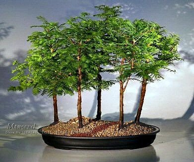 50 Pz Alba Redwood Forest Seeds - - glyptostroboides Metasequoia - Grow Your Own