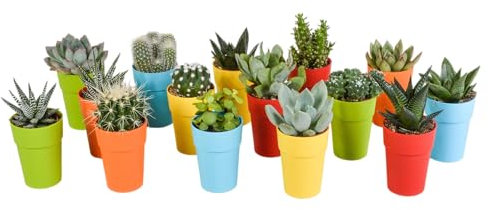 Mischung aus 15 Kakteen und Sukkulenten und bunten Blumentöpfen, Höhe 13 cm
