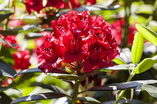 Rhododendron Hybr. 'Vulcan' 40-50 cm - Rhododendron, leuchtend rote Blüten, Blütezeit Mai-Juni, ideal für saure Böden, winterhart und pflegeleicht