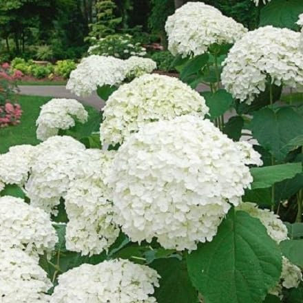 85pieces White Hydrangea Flower Seeds