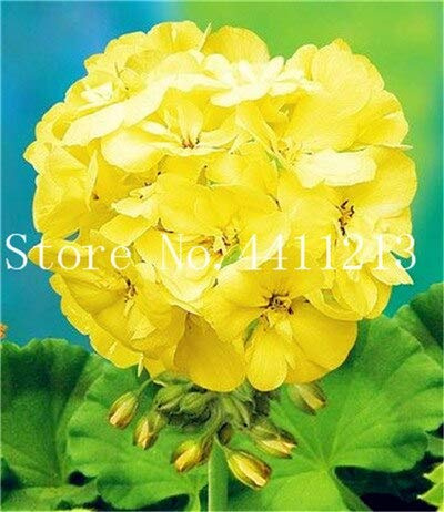 Graines De Fleurs De Géranium Et De Pélargonium Pour Un Beau Jardin Jaune Paquet De 100 Graines