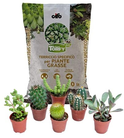 ITALY GREEN LIFE KIT CURA E PIANTE GRASSE - 6 Piante Grasse (Vaso 5.5) Mix Succulenti e Cactacee + Terriccio da 10 Litri | Kit per Cura Piante da Interni, Ufficio, Scrivani5