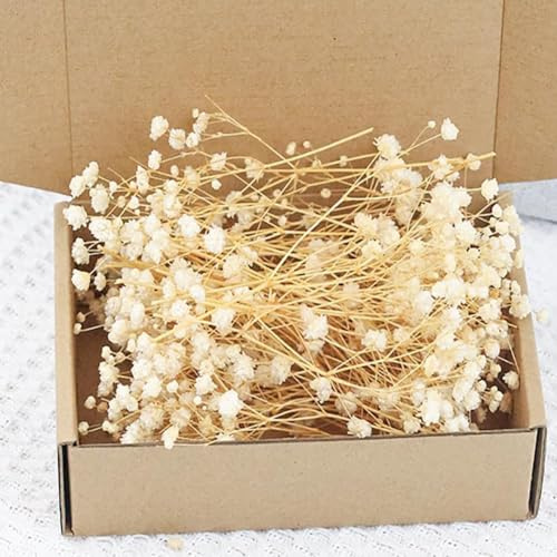 100 Stück Schleierkraut Getrocknet, Trockenblumen Schleierkraut, Trockenblumen zum Basteln, Getrocknete Blumen Klein für DIY Fotorahmen, Lesezeichen, Grußkarten