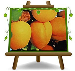 EURO PLANTS VIVAI Albicocco Perla su Vaso da 20 Pianta da Frutto Max 170 cm - 2 Anni