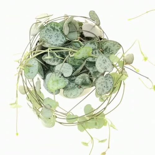 Ceropegia Woodii PREMIUM Planta Natural Rosario de Corazones
