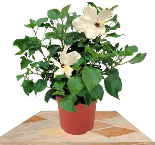 Rosa Sinensis Planta Natural Conocida como la Flor de Jamaica