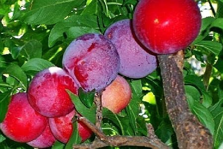 Red June Plum Trees - Self Pollinating Live Fruit Plant Shipped 2 to 3 Feet Tall by DAS Farms